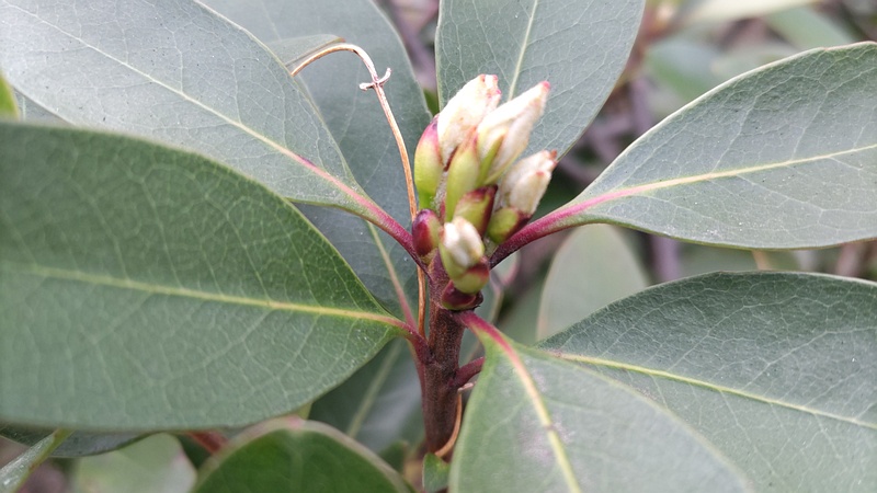 シャリンバイの蕾 東京都大田区平和島公園