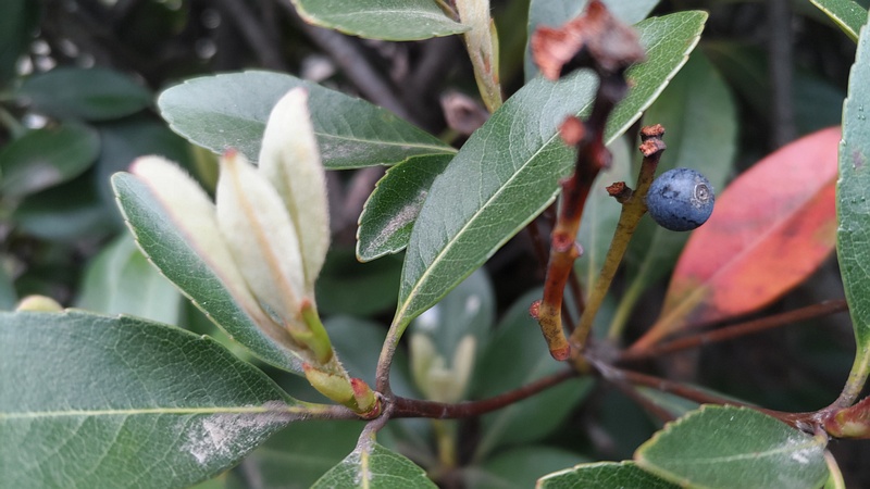 シャリンバイの蕾と果実 東京都大田区平和島公園