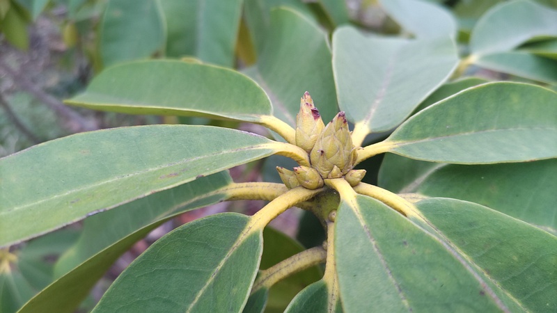 シャクナゲの蕾 東京都大田区平和島公園