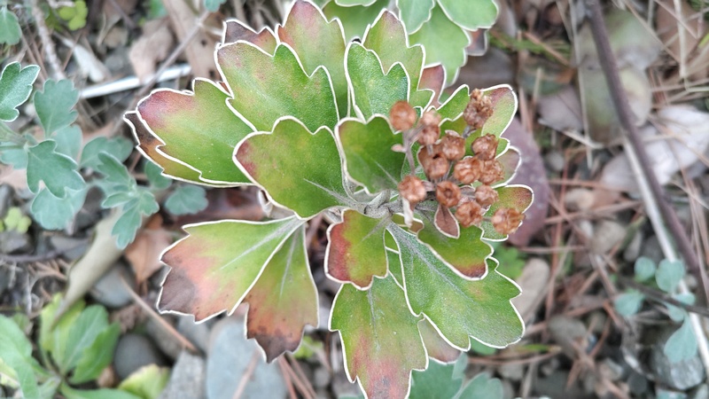 イソギクの果実 東京都大田区平和島公園