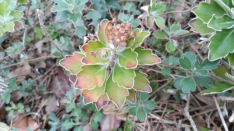 イソギクの果実 東京都大田区平和島公園