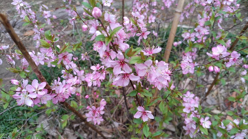 ニワウメの花 東京都大田区平和島公園