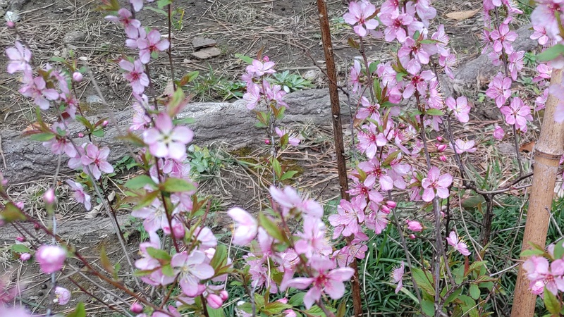 ニワウメの花 東京都大田区平和島公園