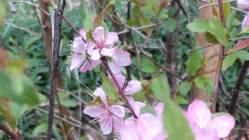 ニワウメの花 東京都大田区平和島公園