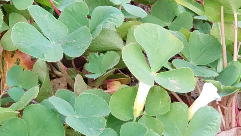 ミヤマカタバミの花 東京都大田区平和島公園