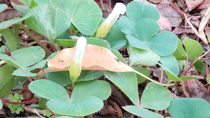 ミヤマカタバミの花 東京都大田区平和島公園
