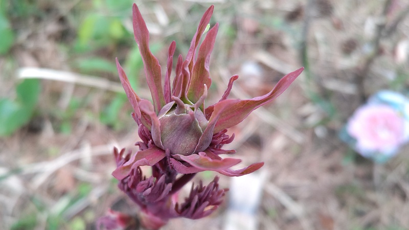 ボタンの新芽 東京都大田区平和島公園