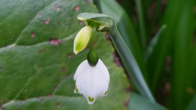 スノーフレークの花 東京都大田区平和島公園