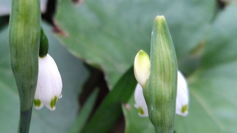 スノーフレークの花 東京都大田区平和島公園
