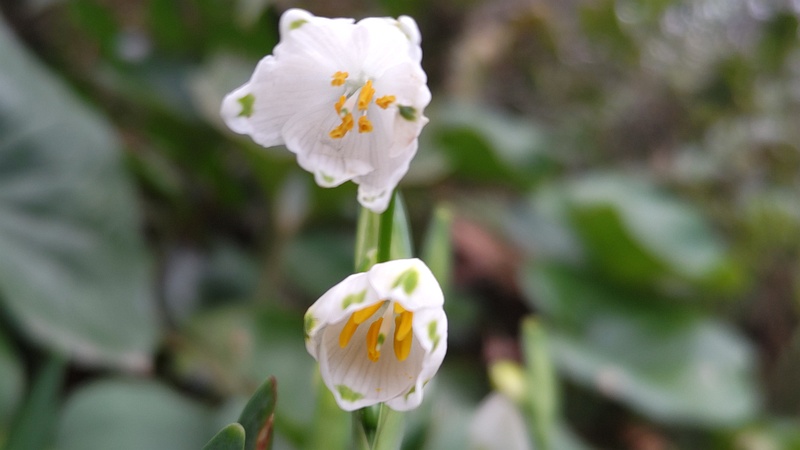 スノーフレークの花 東京都大田区平和島公園