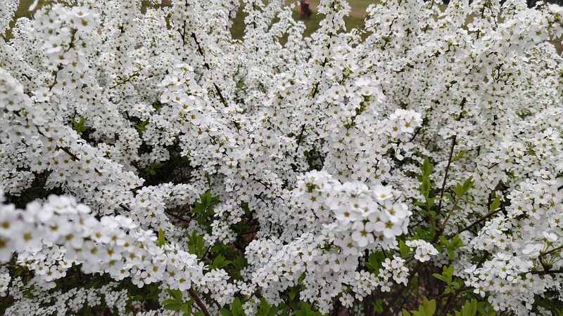 ユキヤナギの花 東京都大田区平和島公園