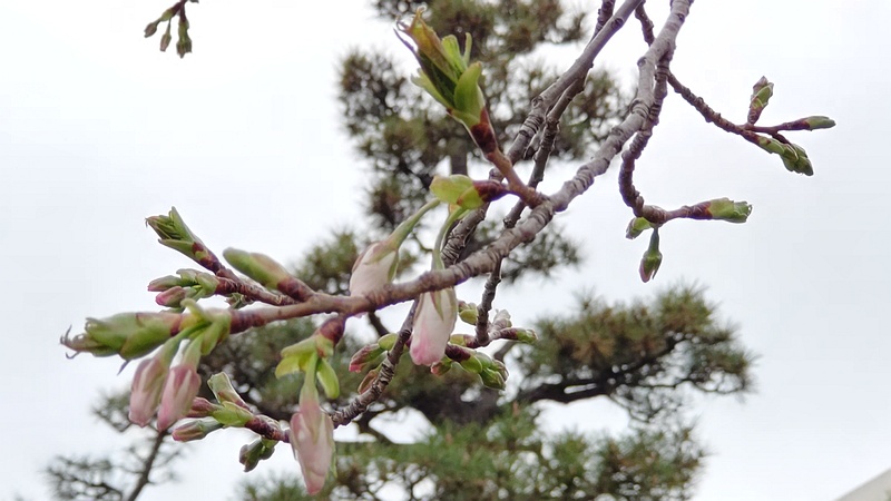 オオシマザクラの蕾 東京都大田区平和島公園