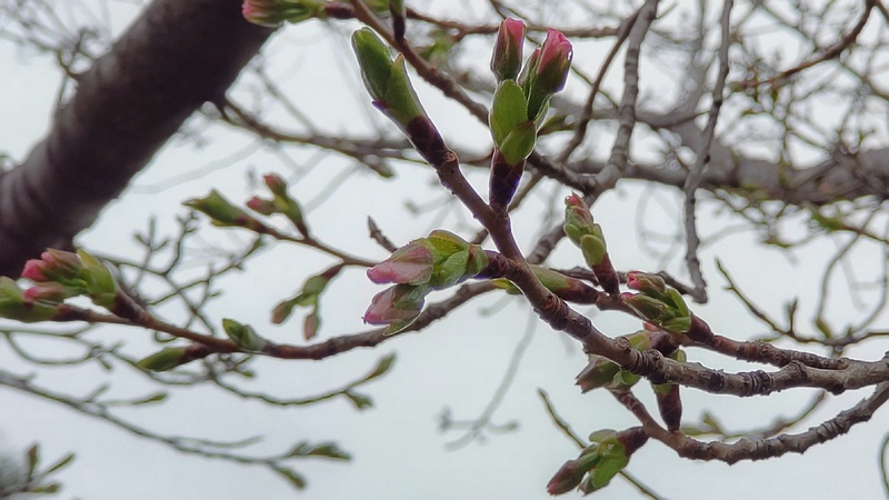 オオシマザクラの蕾 東京都大田区平和島公園