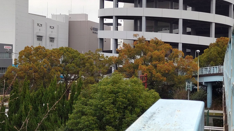 クスノキの紅葉 東京都大田区平和島公園