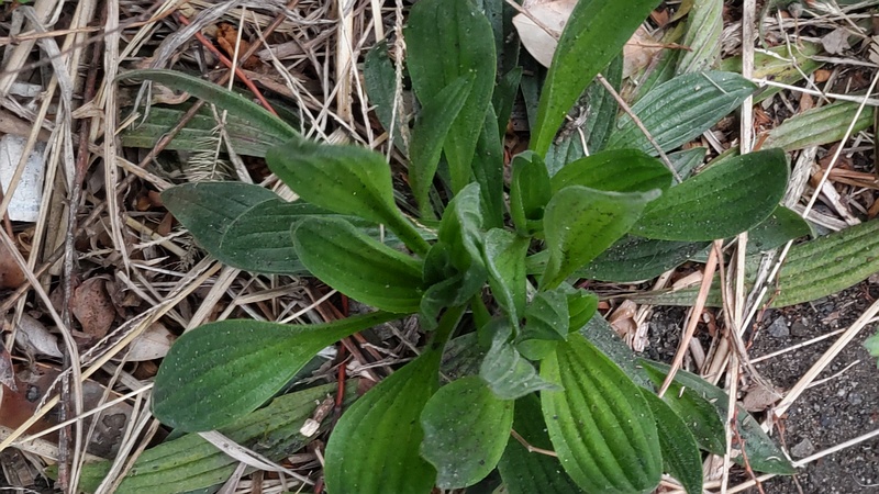 ヘラオオバコ 東京都大田区大和大橋
