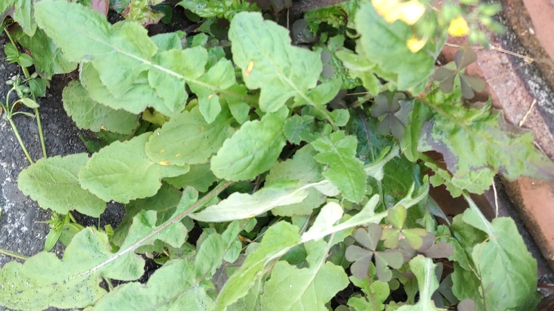 オニタビラコの葉 横浜市旭区中希望が丘