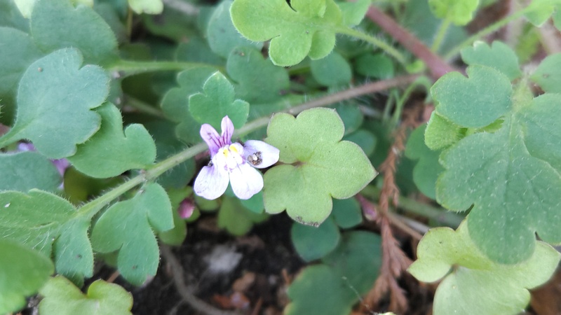 ツタバウンランの花 横浜市旭区中希望が丘