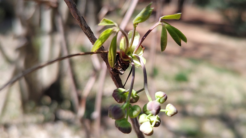 アケビの蕾 横浜市旭区希望が丘ふれあいの森公園