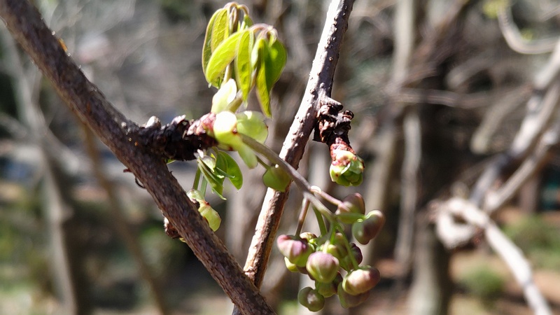 アケビの蕾 横浜市旭区希望が丘ふれあいの森公園