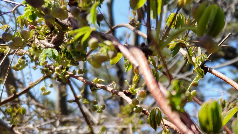 アケビの蕾 横浜市旭区希望が丘ふれあいの森公園