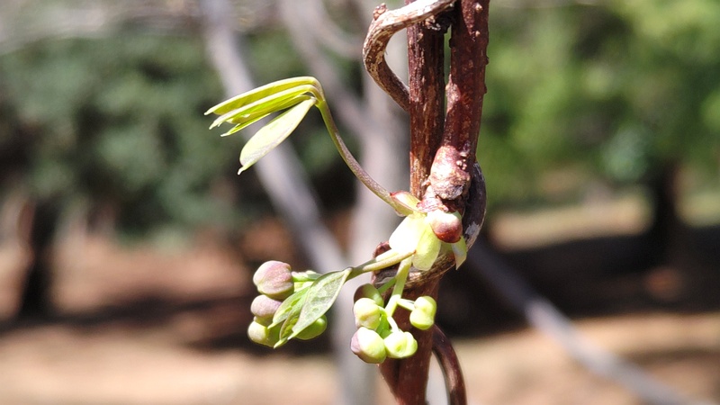 アケビの蕾 横浜市旭区希望が丘ふれあいの森公園