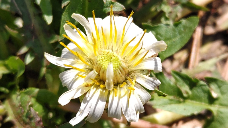 シロバナタンポポの花 横浜市旭区希望が丘ふれあいの森公園