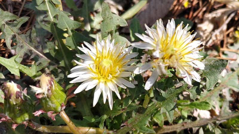 シロバナタンポポの花 横浜市旭区希望が丘ふれあいの森公園