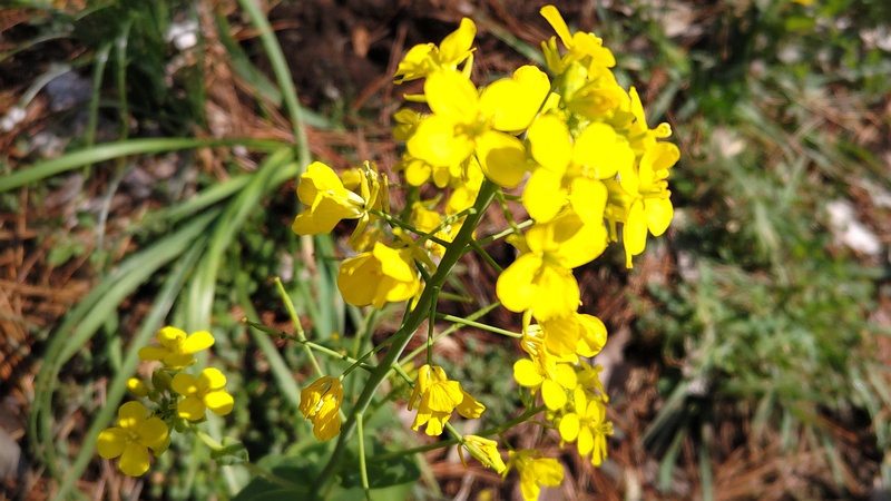 アブラナの花 横浜市旭区希望が丘ふれあいの森公園