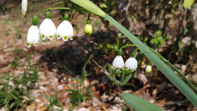 スノーフレークの花 横浜市旭区希望が丘ふれあいの森公園