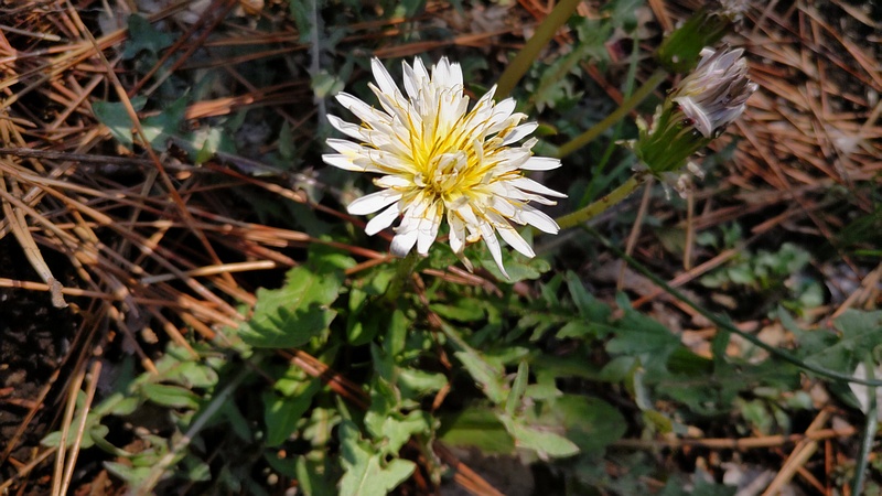 シロバナタンポポの花 横浜市旭区希望が丘ふれあいの森公園