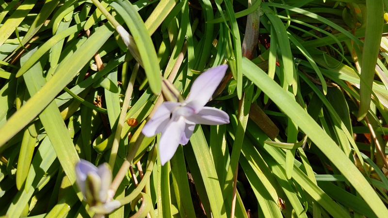 ハナニラの花 横浜市旭区希望が丘ふれあいの森公園