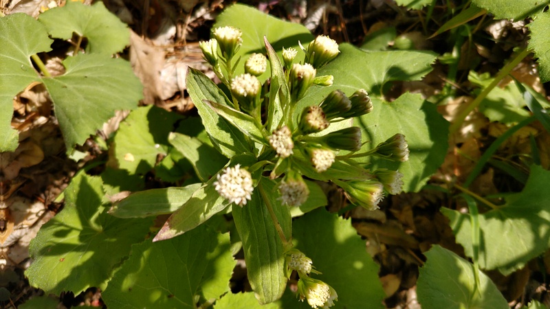 フキの花 横浜市旭区希望が丘ふれあいの森公園