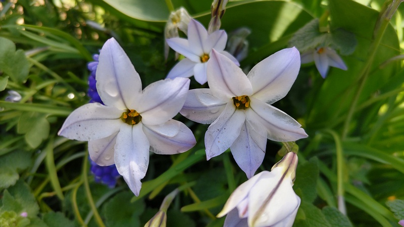 ハナニラの花 横浜市旭区希望が丘ふれあいの森公園