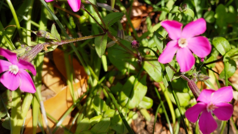 シレネ・カロリニアナの花 横浜市旭区希望が丘ふれあいの森公園