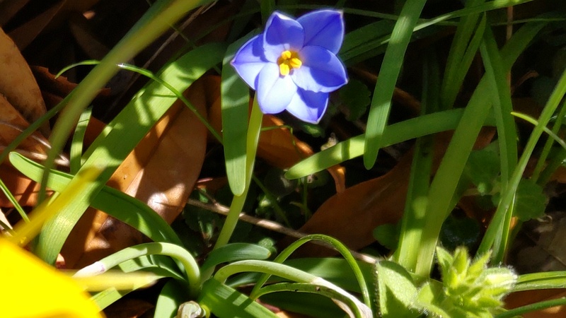 ハナニラの花 横浜市旭区希望が丘ふれあいの森公園