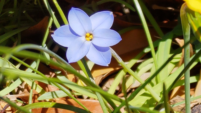 ハナニラの花 横浜市旭区希望が丘ふれあいの森公園