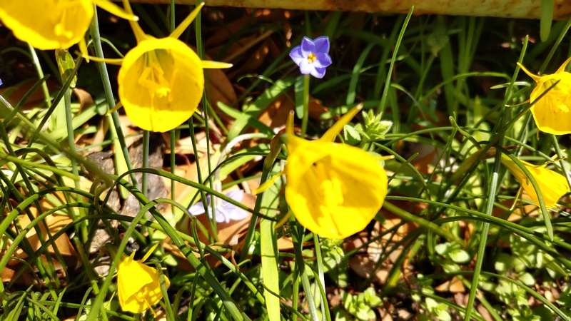 フエフキスイセンの花 横浜市旭区希望が丘ふれあいの森公園