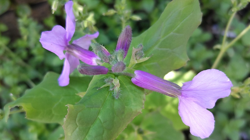 オオアラセイトウ 横浜市旭区南希望が丘