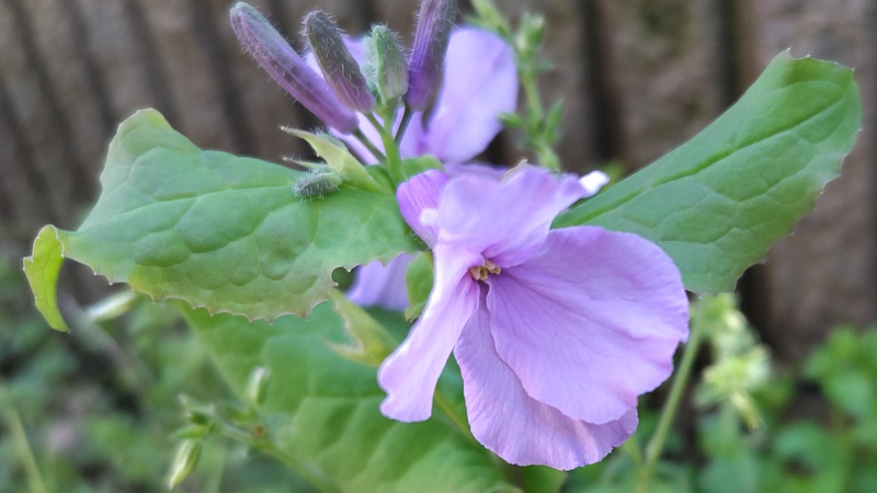 オオアラセイトウ 横浜市旭区南希望が丘