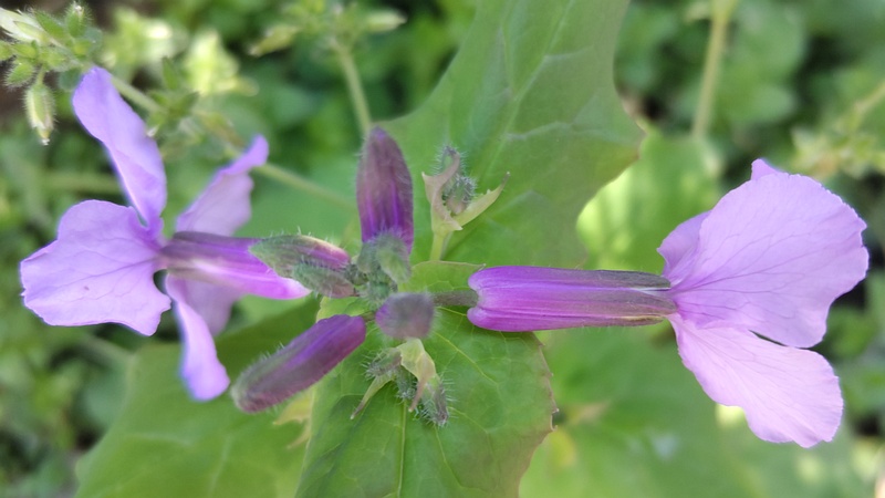 オオアラセイトウ 横浜市旭区南希望が丘