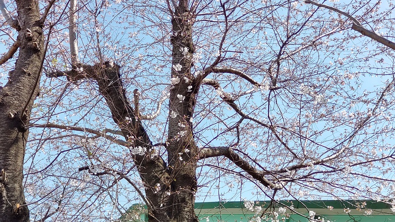 ソメイヨシノの花 横浜市旭区南希望が丘
