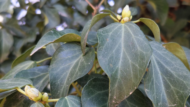 キヅタの芽 横浜市旭区希望が丘水の森公園