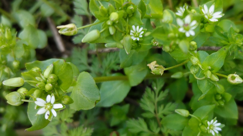ハコベの花 横浜市旭区希望が丘水の森公園