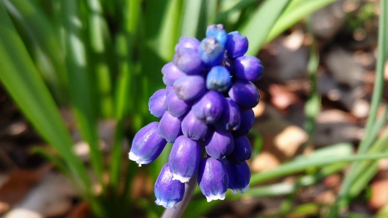 ムスカリの花 横浜市旭区希望が丘水の森公園