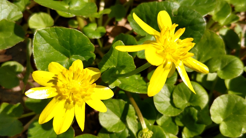 キクザキリュウキンカの花 横浜市旭区希望が丘水の森公園