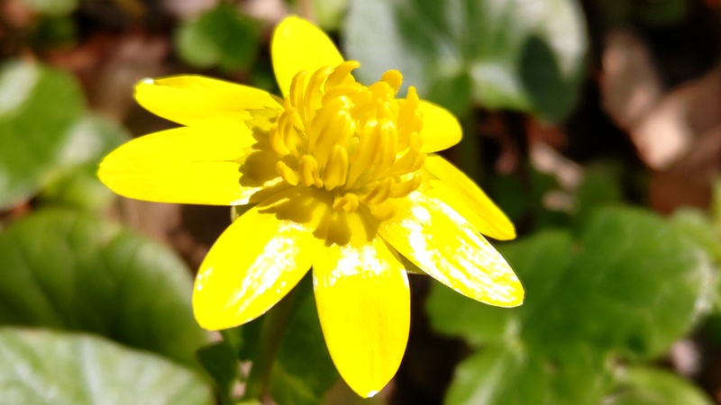 キクザキリュウキンカの花 横浜市旭区希望が丘水の森公園