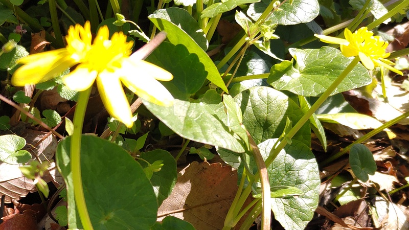 キクザキリュウキンカの花 横浜市旭区希望が丘水の森公園