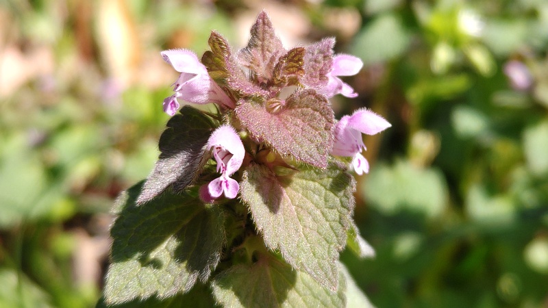 ヒメオドリコソウの花 横浜市旭区希望が丘水の森公園
