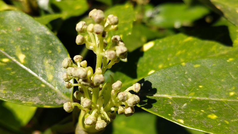 アオキの雄花の蕾 横浜市旭区希望が丘水の森公園