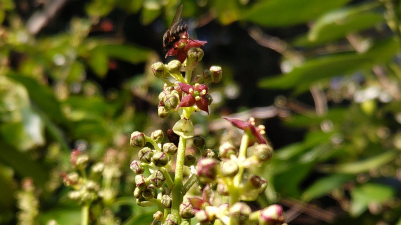 アオキの雄花 横浜市旭区希望が丘水の森公園